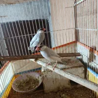 فنچ مصری|پرنده|بوشهر, |دیوار