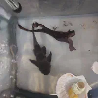 لجن خوار سایز بزرگ|ماهی|سنندج, |دیوار