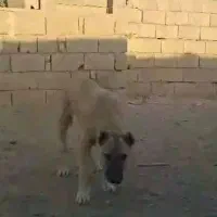 توله سرابی ۵ماهه در شعرک صنعتی شماره یک حصار گمشده|سگ|میانه, |دیوار