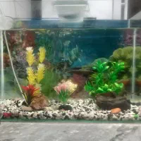 آکواریوم فروشی با کلیه وسایل|ماهی|تربت‌حیدریه, سرمحله|دیوار