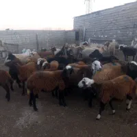 گوسفند و بره نر و ماده|حیوانات مزرعه|اردبیل, |دیوار