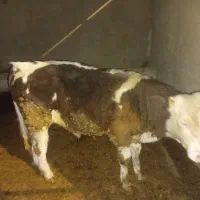 گوساله چاق کور هست