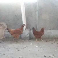 مرغ محلی|حیوانات مزرعه|مشهد, هدایت|دیوار