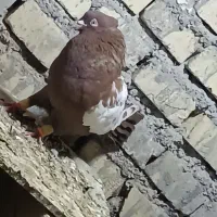 کبوتر
