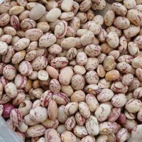 فروش لوبیا چیتی تناژ|عمده‌فروشی|اقلید, |دیوار