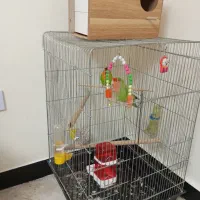 طوطی برزیلی