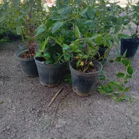 گل رز گلدانی پرریشه|گل مصنوعی|مشهد, فرخد|دیوار