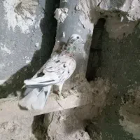 کبوتر پرنده جوان