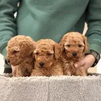 توی پودل نروماده