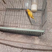 قناری نر سهره|پرنده|پاکدشت, خاتون آباد|دیوار