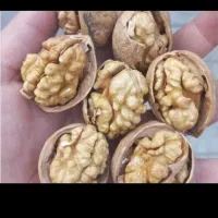 گردو درجه یک.ب شرط