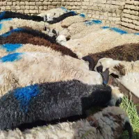 بره علف خور