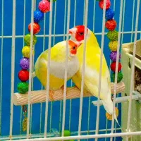 دوجفت فنچ گلدین عالی ومولد|پرنده|گلبهار, شهر جدید گلبهار|دیوار