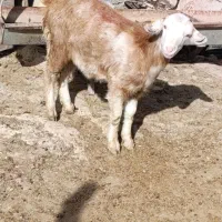 بزغاله ماده سانن سالم نژاددوقلوزا|حیوانات مزرعه|مشهد, همت آباد|دیوار