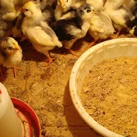 فروش جوجه و تخممرغ گلین طوسی|حیوانات مزرعه|قم, چهل درخت|دیوار