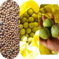 گردو|خوردنی و آشامیدنی|قره ضیاالدین, |دیوار