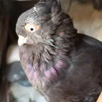 کبوتر|پرنده|ایذه, |دیوار