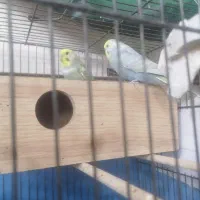 مرد عشق پرنده|پرنده|قم, علی آباد سعدگان|دیوار