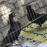 کبوتر زاغ واکسی  پرشی بازیکن جفت نر‌جوون۱۲۰۰