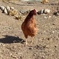تعدادی مرغ بومی جوان|حیوانات مزرعه|دلیجان, |دیوار