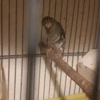 قناری قناری جفتی سهره اماده|پرنده|صفادشت, |دیوار