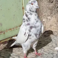 ۱۵کبوتر گلچین یجای دونه ۲۰۰مقطوع تک از ۲۰۰تا ۴۰۰