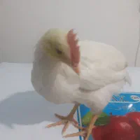 جوجه دو ماهه