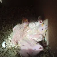 جوجه عروس هلندی سرلاکی