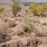 زمین-کوهپایه-درختنگان