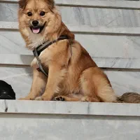 واگذاری سگ پامر روباهی