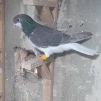 دوتا شهری زرنگ