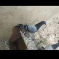 کفتر|پرنده|مشهد, شهرک مهرگان|دیوار