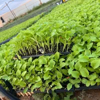 نشا۸|گل و گیاه طبیعی|کوار, |دیوار