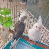 عروس هلندی آلبینو