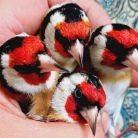 سهره گاوی گل قفل