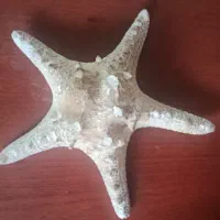 ستاره دریایی فسیل شده