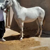اسب مادیان|اسب و تجهیزات اسب‌سواری|تاکستان, |دیوار