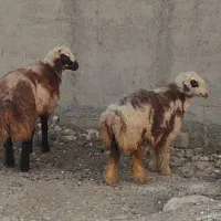 بره نروماده چاق
