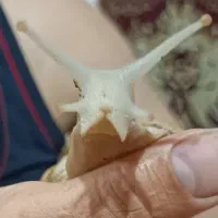 حلزون آلبینو