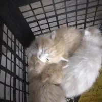 واگذاری بچه گربه ناز و گوگولی