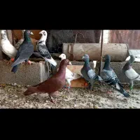 کبوتر پلاکی شب بازی