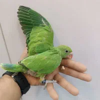 کوتوله|پرنده|نیشابور, کوی یغما|دیوار