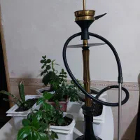 قلیون عربی مجلسی درحدنو