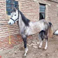 اسب عرب ایرانی دورشت سردمگیر