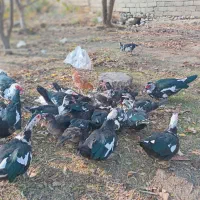 اردک شمال|حیوانات مزرعه|انزل, |دیوار