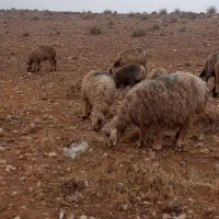 میش بره دار و آبستن قوچ (گوسفند)