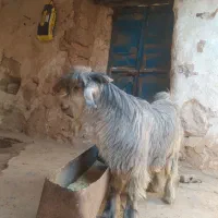 بیگ|حیوانات مزرعه|ایذه, |دیوار