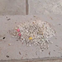 آکواریوم|ماهی|بوئین زهرا, |دیوار