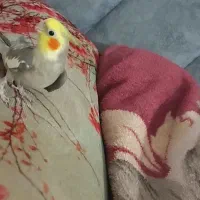 عروس هلندی گمشده|حیوانات|سبزوار, طبرسی (جعفرآباد)|دیوار