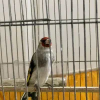 سهره کرمونی طبق عکسا